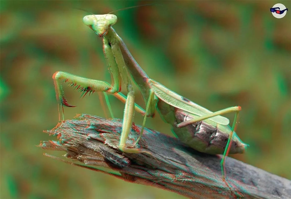 Mundo Animal 3D