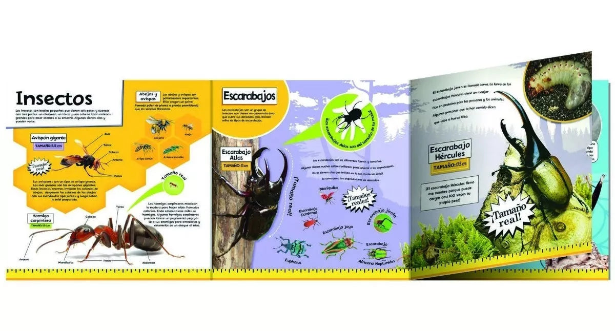 Libro Insectos impresionantes páginas desplegables