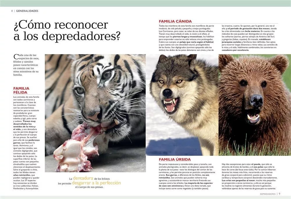 Mundo Animal 3D