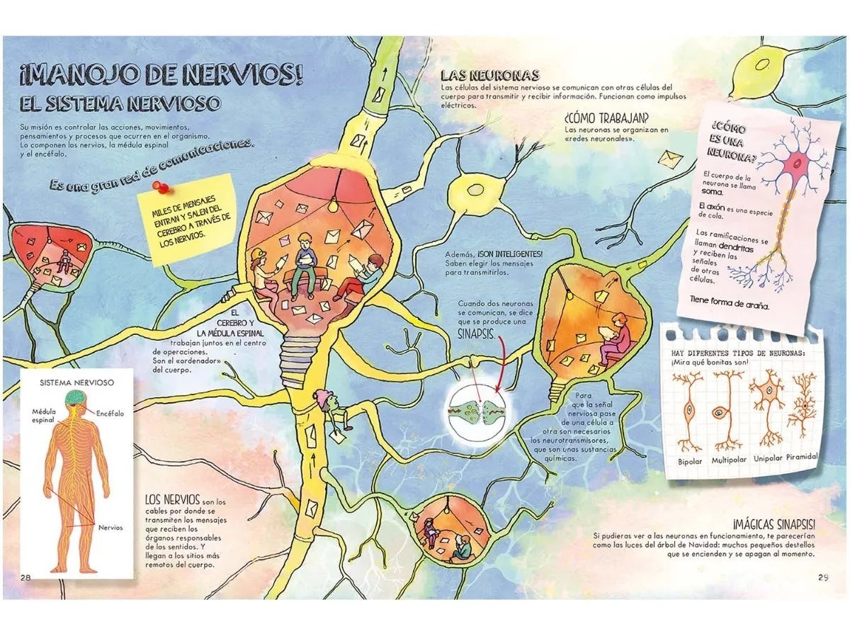 Libro infantil Descubre El Cuerpo Humano