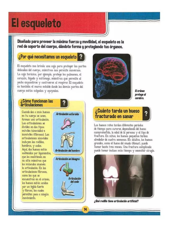 Libro El Fascinante Cuerpo Humano libro+maqueta esqueleto