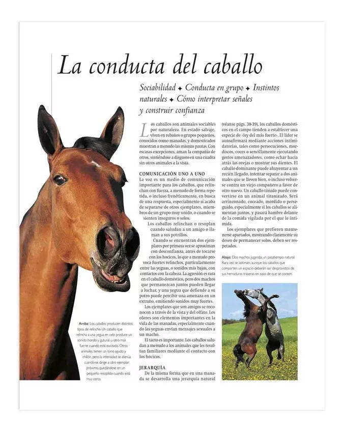 Enciclopedia Definitiva Del Caballo