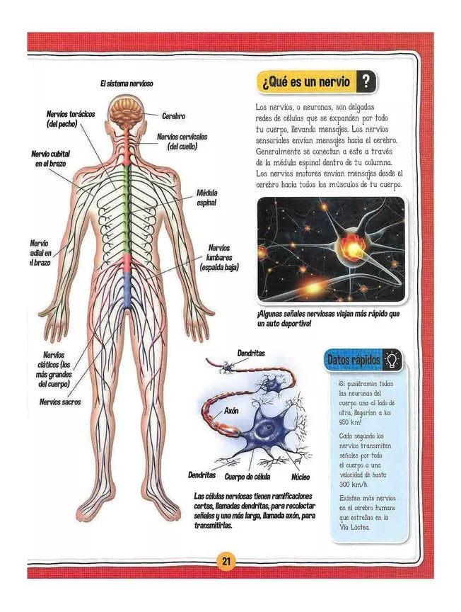 Libro El Fascinante Cuerpo Humano libro+maqueta esqueleto