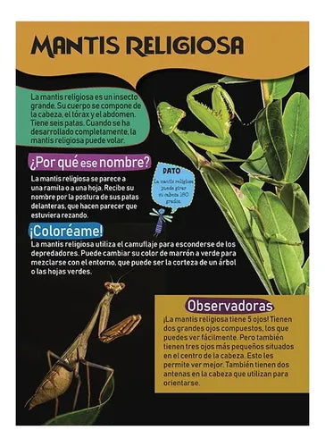 Libro Mi Gran Libro De Insectos