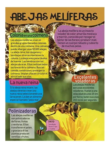 Libro Mi Gran Libro De Insectos